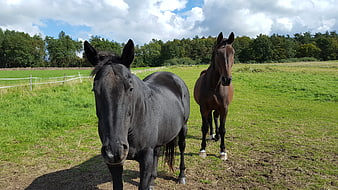 Two horses standing in a green pasture