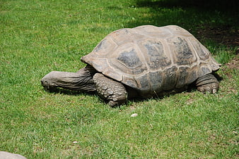 Large Galapagos Tortoise Grazing on Green Grass