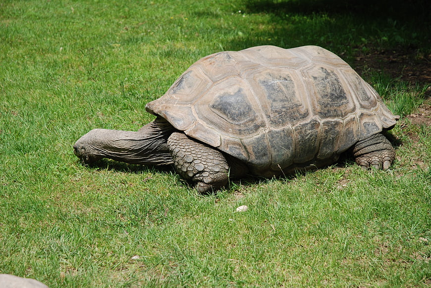 Large Galapagos Tortoise Grazing on Green Grass