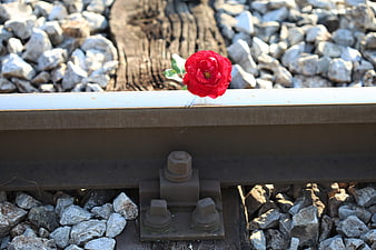 Red rose on railway track with gravel and wooden sleeper