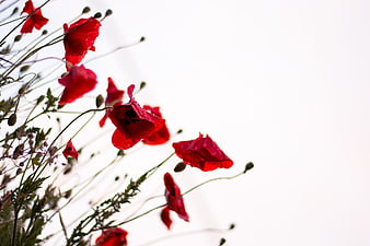 Red Poppies Blooming Against Bright White Sky Background