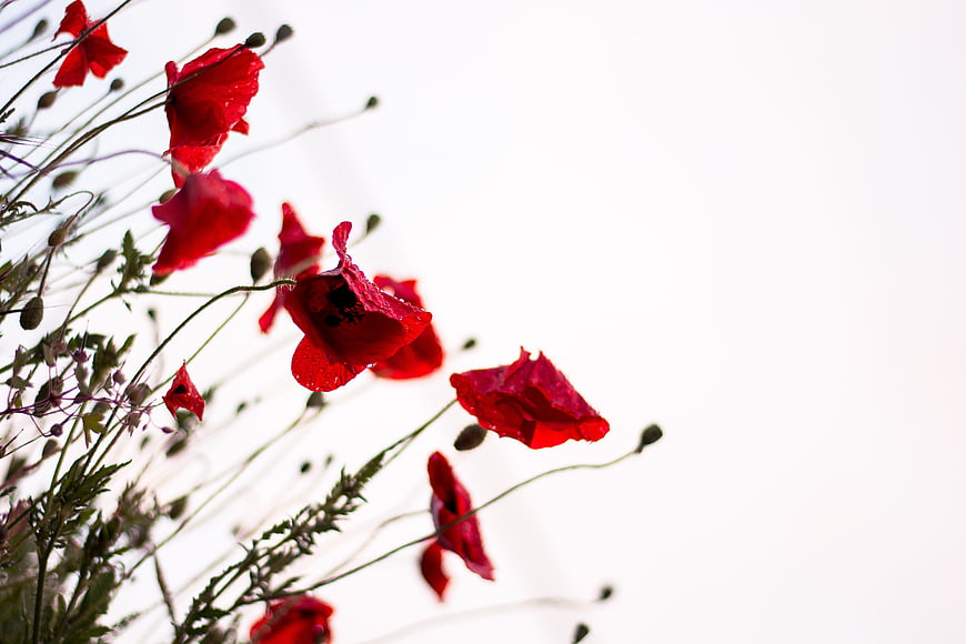 Red Poppies Blooming Against Bright White Sky Background