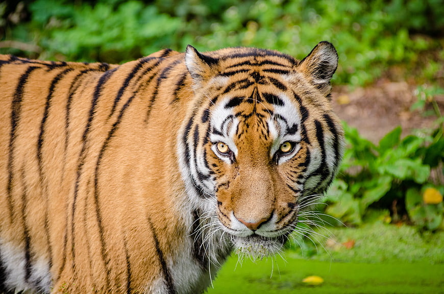 Close-up portrait of a majestic tiger with intense gaze