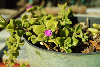 Close-up of Green Succulent with Pink Flower in Pot