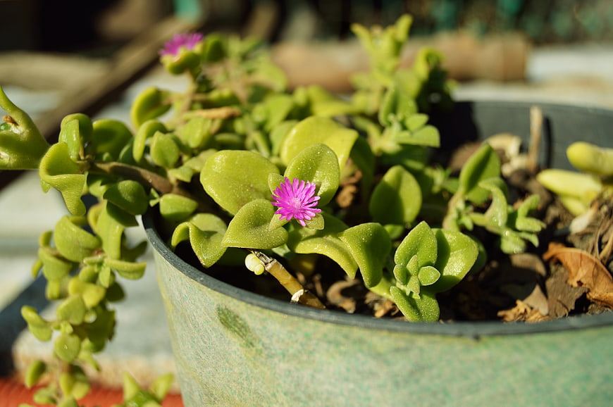 Close-up of Green Succulent with Pink Flower in Pot