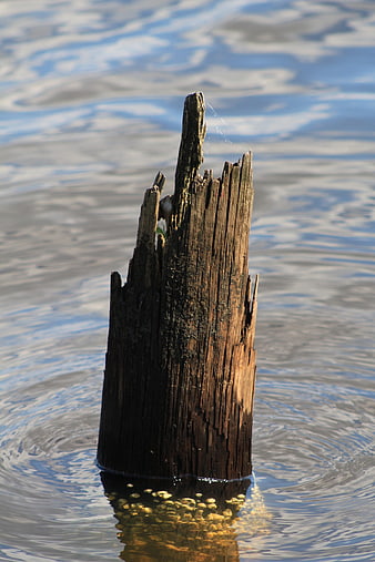 Weathered wooden post in rippling water with reflection