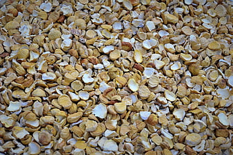 Close-up texture of dried white lotus seeds