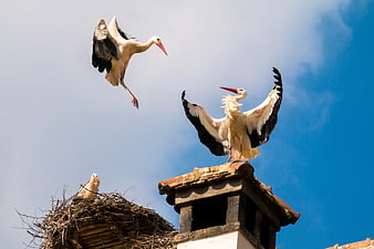 White storks landing on chimney and nest against blue sky