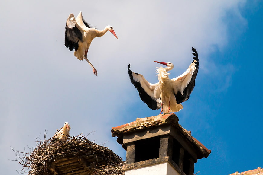 White storks landing on chimney and nest against blue sky