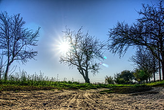Sunlit dirt road with bare trees and blue sky