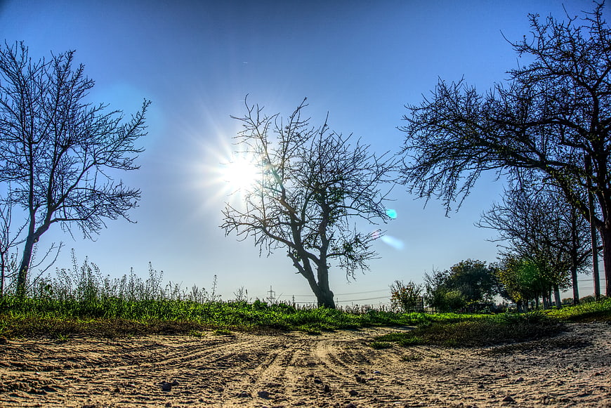 Sunlit dirt road with bare trees and blue sky