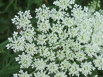 Close-up of White Wildflower Umbel with Dark Center