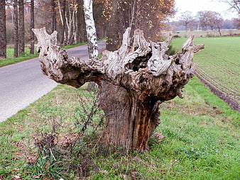 Gnarled weathered tree stump by rural road in autumn