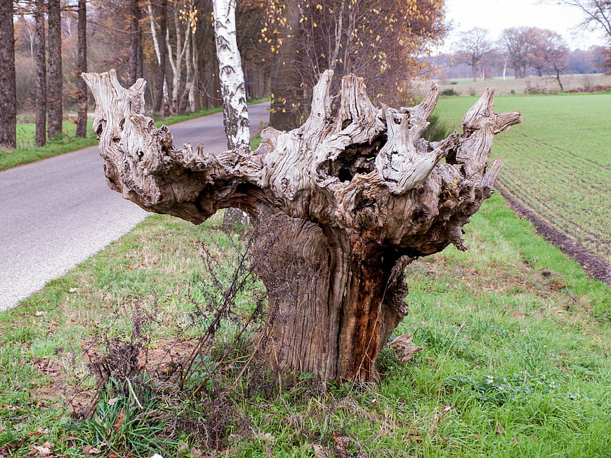 Gnarled weathered tree stump by rural road in autumn
