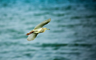 White Egret Bird Flying Over Blue Water Background