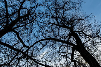 Silhouetted bare tree branches against blue sky