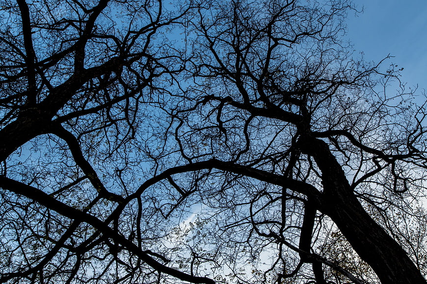Silhouetted bare tree branches against blue sky
