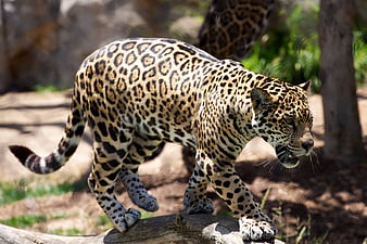 Jaguar Walking on Log in Natural Habitat
