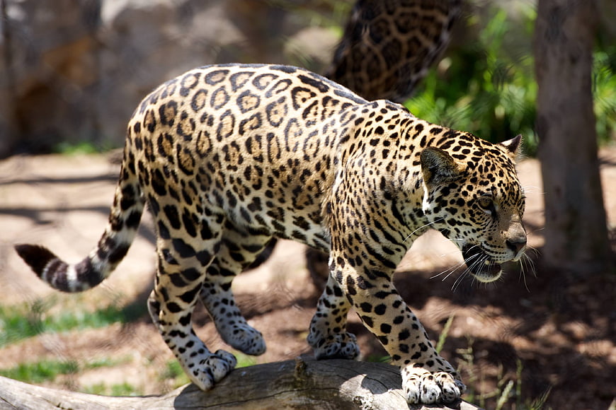 Jaguar Walking on Log in Natural Habitat