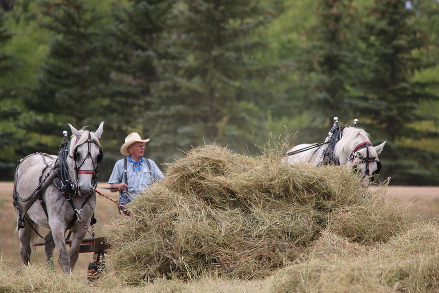Farmer with white horses raking hay in a field