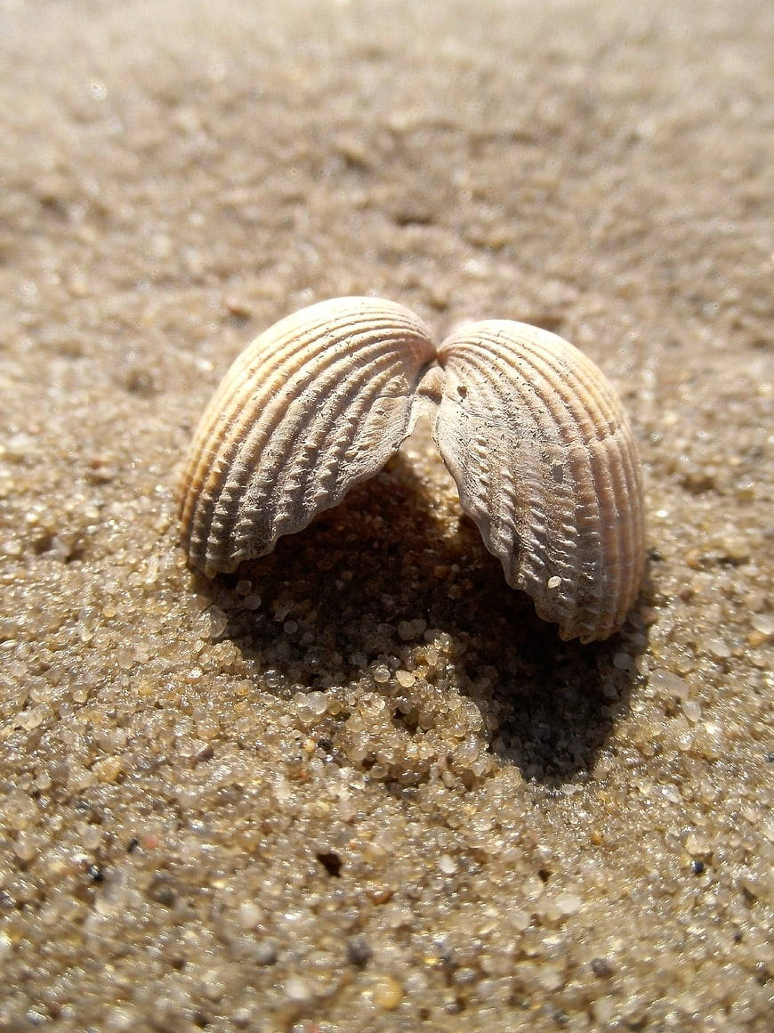 Close-up of textured seashell on wet sand
