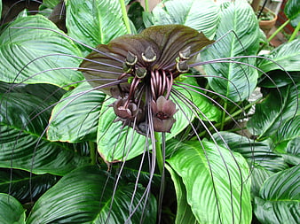 Close-up of dark purple spider orchid with long tendrils
