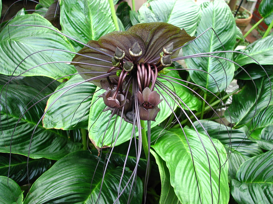 Close-up of dark purple spider orchid with long tendrils