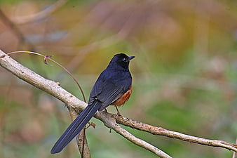 White-rumped Shama Bird Perched on Branch