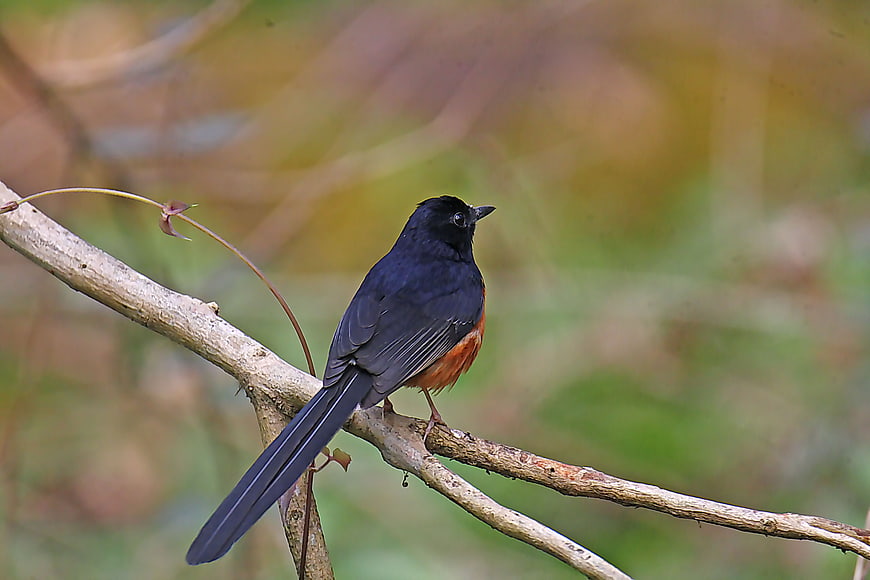 White-rumped Shama Bird Perched on Branch