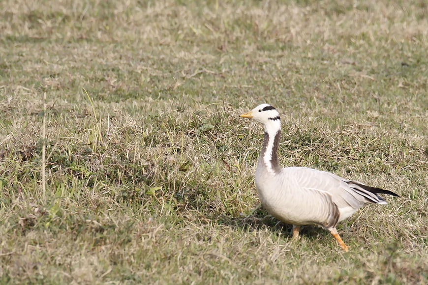 Bar-headed Goose Walking on Grassy Field