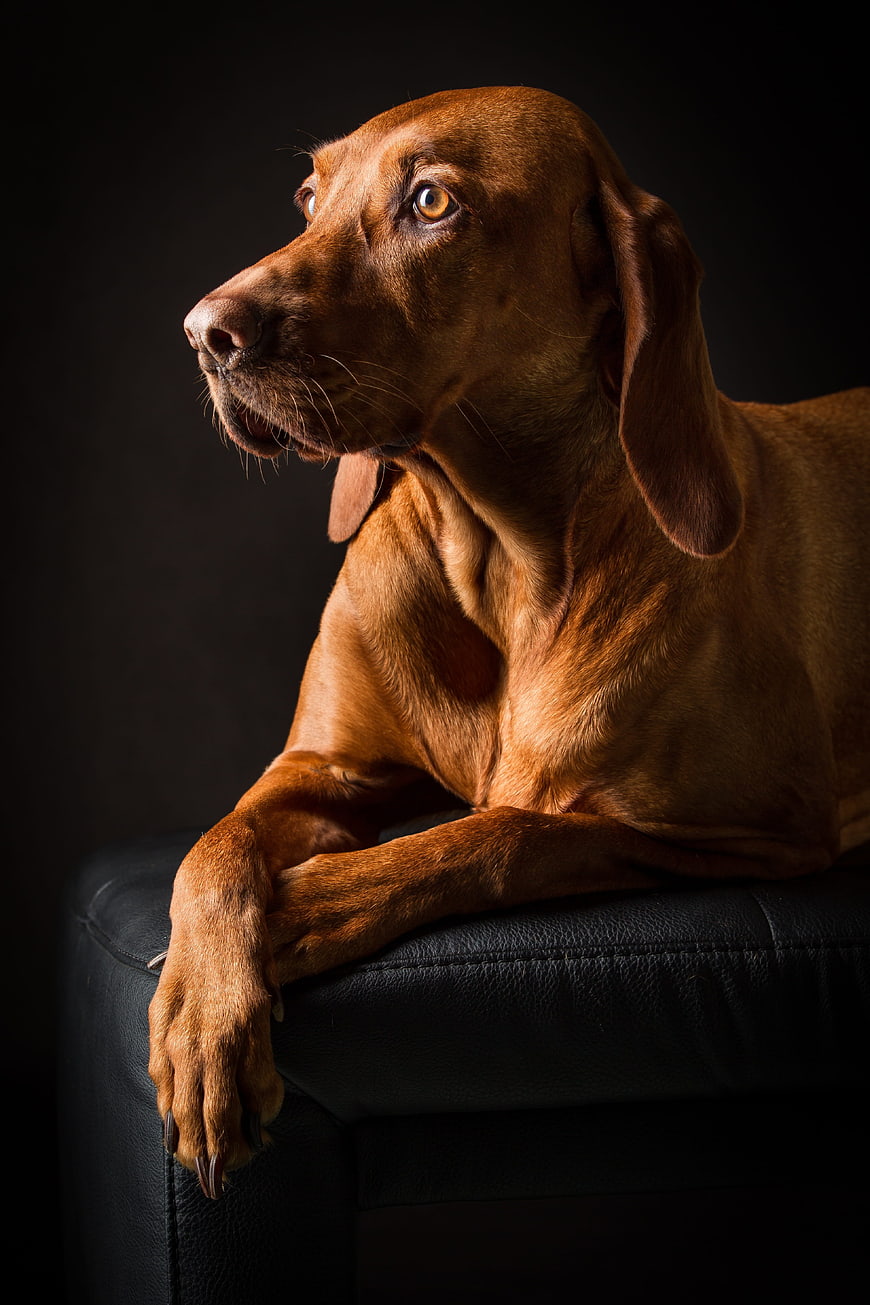 Studio Portrait Of A Brown Dog Resting On A Black Leather Surface