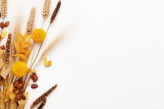 Autumn Harvest Flat Lay with Wheat, Flowers, and Nuts on White