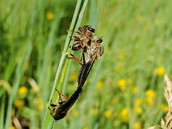 Robber fly capturing prey on a blade of grass
