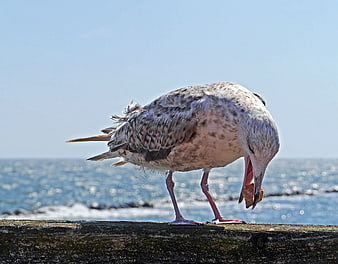 Young Seagull Eating Food on Wooden Pier by Sea