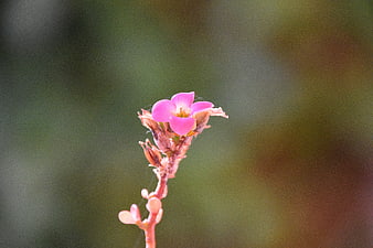 Close-up of a delicate pink flower with blurred green background