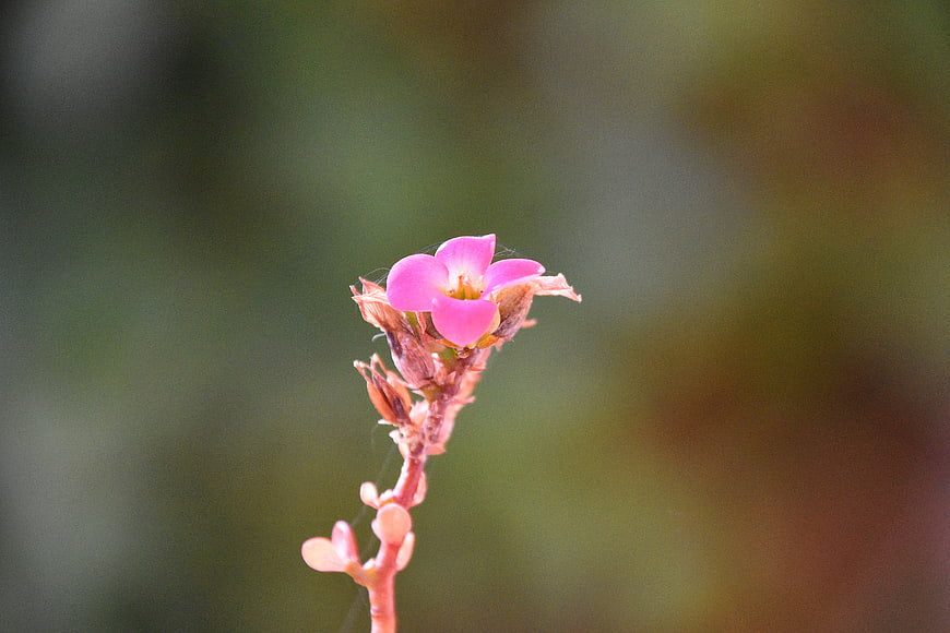 Close-up of a delicate pink flower with blurred green background