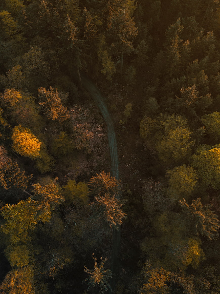 Aerial View of Winding Forest Path in Autumn