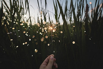 Hand holding sparkler in tall grass at dusk