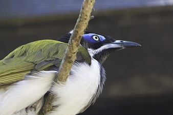 Close-up of a colorful bird with blue facial markings perched on a branch