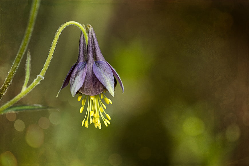 Close-up of purple columbine flower with yellow stamens