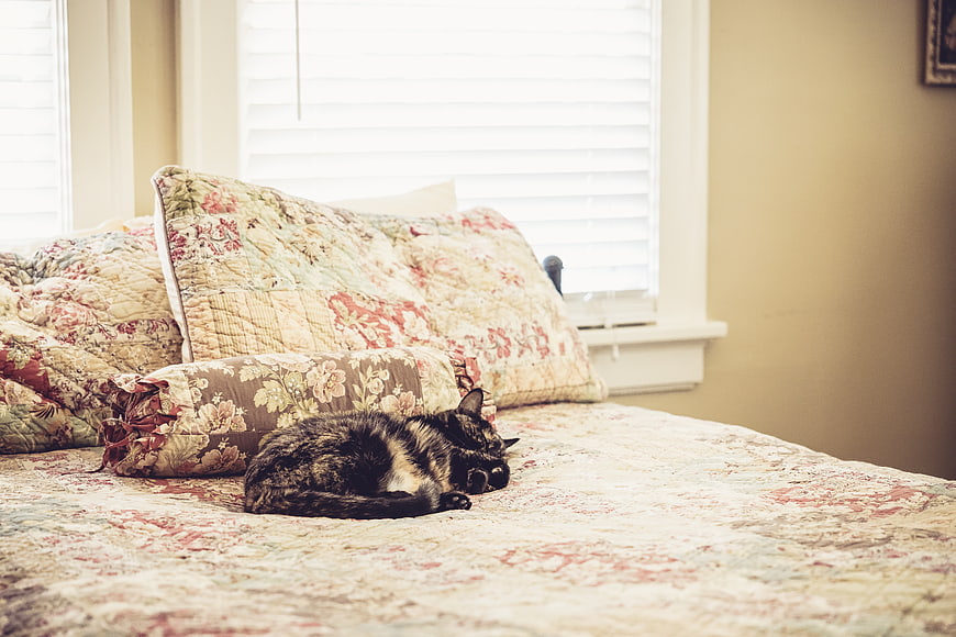 Sleeping Tortoiseshell Cat on Floral Quilted Bed