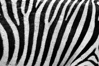 Black and white zebra stripe texture close up pattern