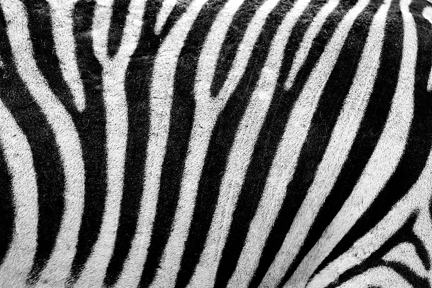 Black and white zebra stripe texture close up pattern