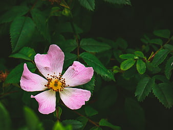 Pink Wild Rose Flower Close-Up on Dark Green Leaves