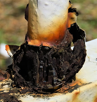 Close-up of rusted metal post with peeling paint
