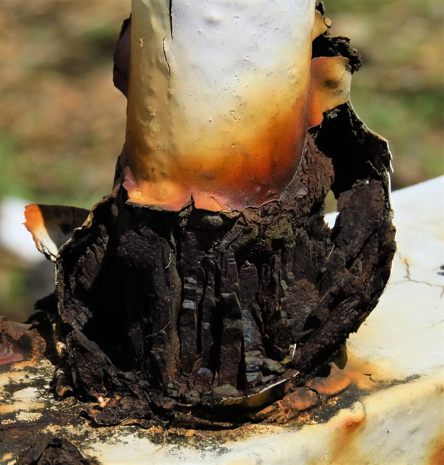 Close-up of rusted metal post with peeling paint