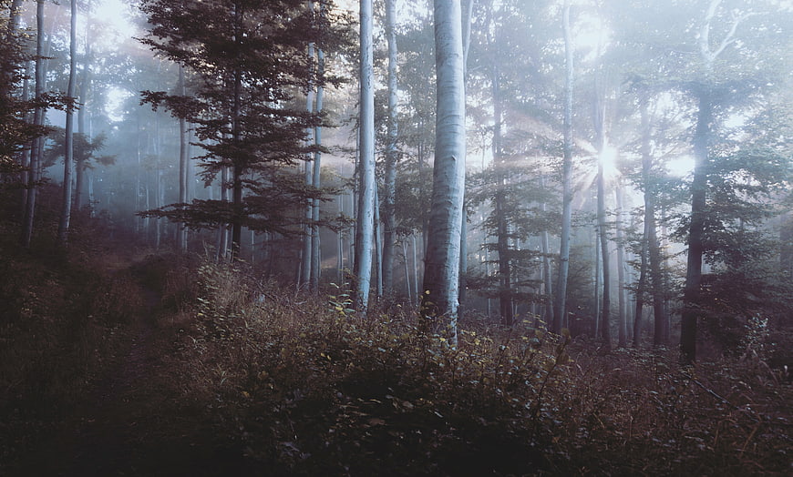 Misty Forest with Sun Rays Filtering Through Tall Trees