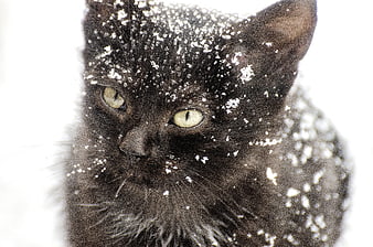 Close-up of a black cat with snowflakes on its fur