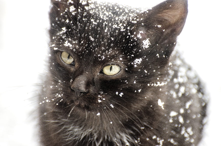 Close-up of a black cat with snowflakes on its fur