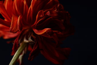 Close-up of a dark red ranunculus flower on black background